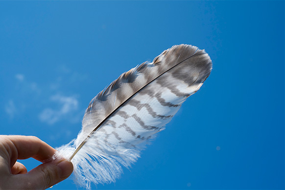 Photo d'une plume blanche